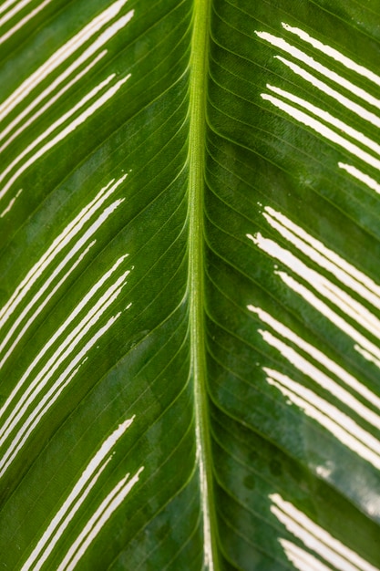 Primer plano del tallo de la hoja de la planta con textura