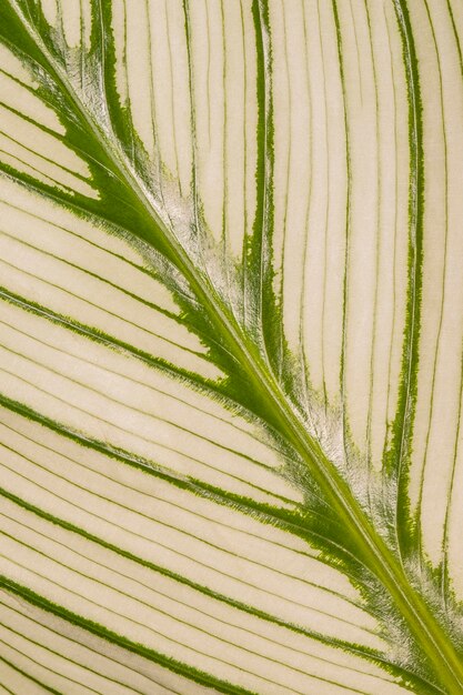 Primer plano del tallo de la hoja de la planta con textura