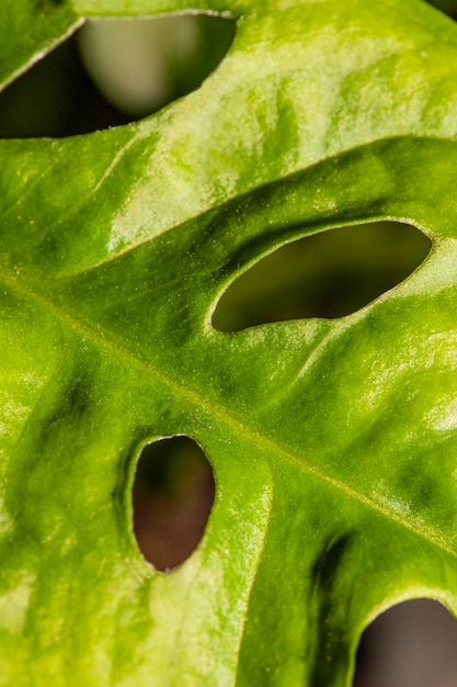 Primer plano del tallo de la hoja con textura