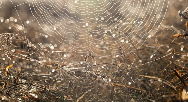 Primer plano de una telaraña en gotas de rocío en un campo en una mañana soleada.