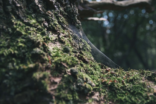 Primer plano de la telaraña en el tronco de un árbol