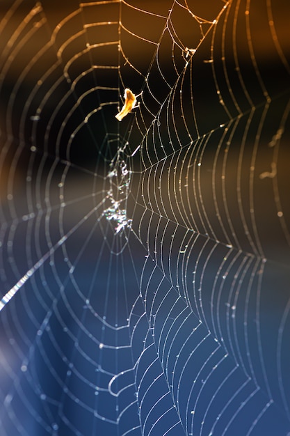 Foto gratuita un primer plano de una telaraña