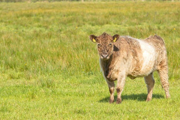 Primer plano de un ternero bebé en una tierra de hierba verde