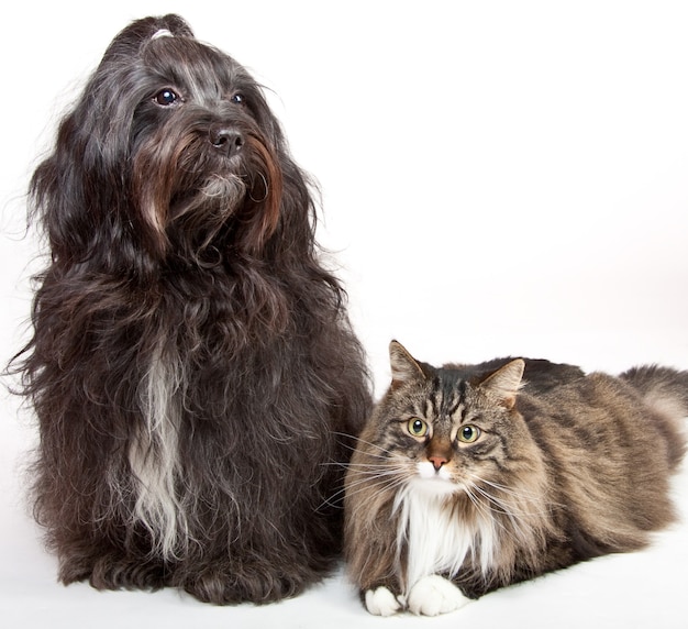 Primer plano de un terrier tibetano y un gato siberiano aislado en una pared blanca