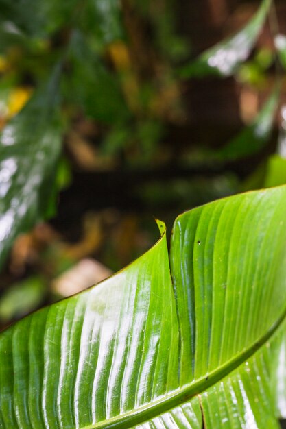 Primer plano de la textura de la hoja tropical