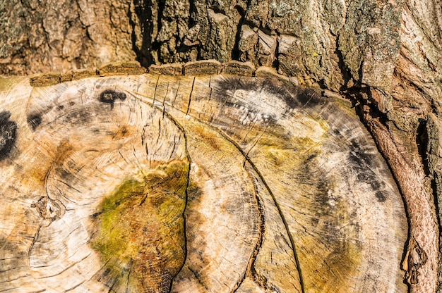 Primer plano de una textura de tocón de árbol durante el día