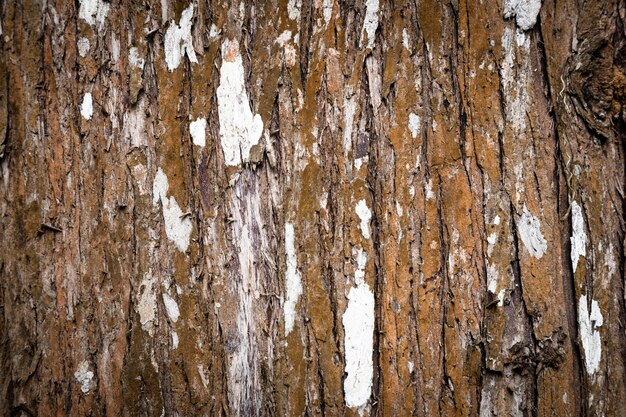 Primer plano de textura de tronco de árbol