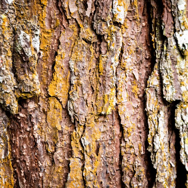 Primer plano de textura de tronco de árbol