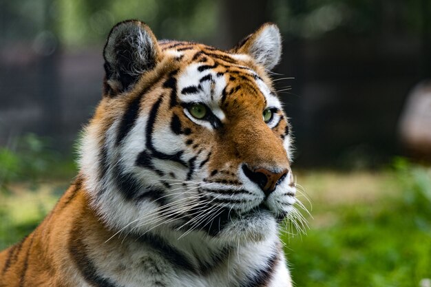 Primer plano de un tigre siberiano en una selva