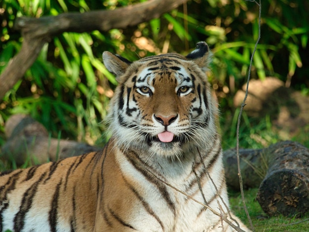 Primer plano de un tigre siberiano tendido en el suelo rodeado de vegetación bajo la luz del sol