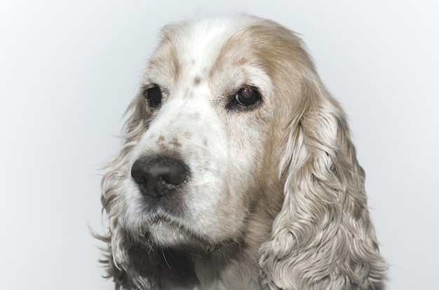 Primer plano de un tiro en la cabeza de un lindo perro Cocker Spaniel