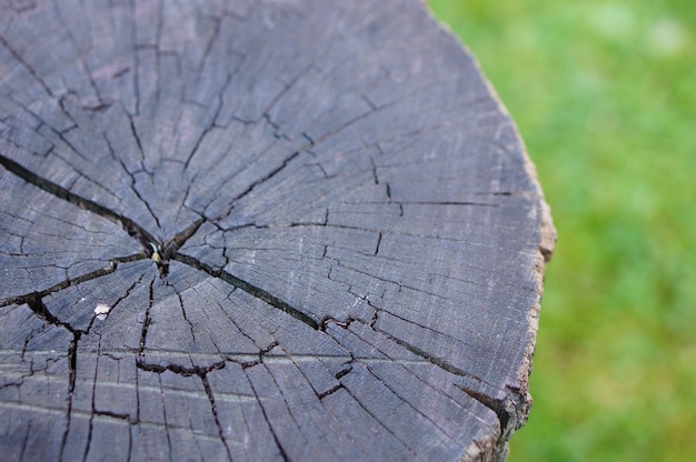 Primer plano de un tocón de árbol