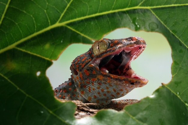 Primer plano de tokek enmarcado en hojas verdes primer plano animal primer plano de lagarto tokek