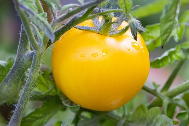 Primer plano de un tomate amarillo brillante que crece en una vid