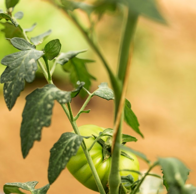 Primer plano de tomates verdes con hojas