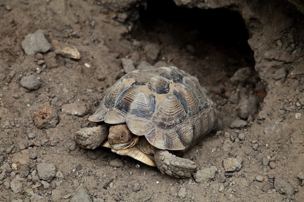 Primer plano de una tortuga de bosque asiática marrón Manouria emys descansando cerca de una madriguera rocosa