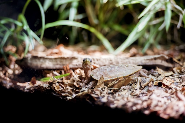 Primer plano de una tortuga de estanque bebé en la orilla