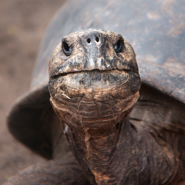 Primer plano de una tortuga marrón de Galápagos