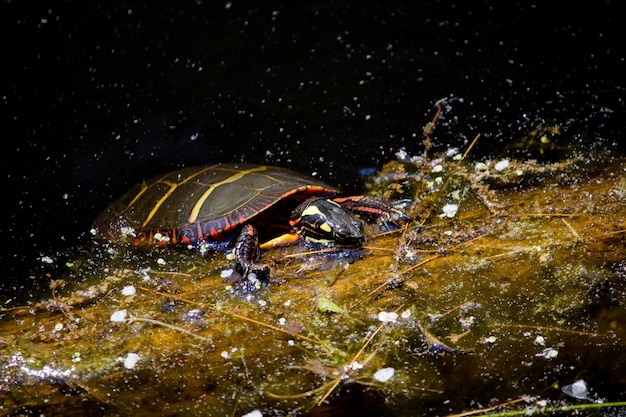 Foto gratuita primer plano de una tortuga pintada colgando de una rama en el agua