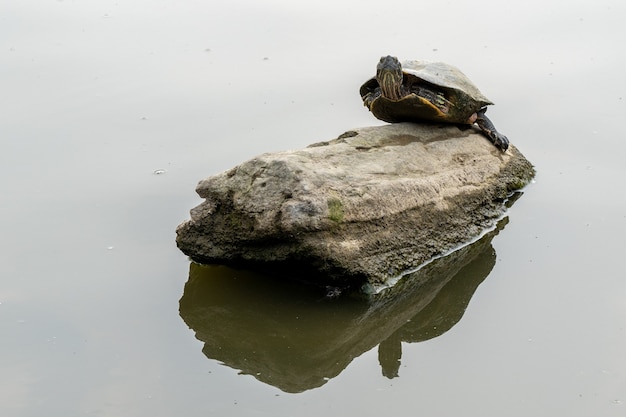 Primer plano de una tortuga solitaria descansando sobre una roca en un lago