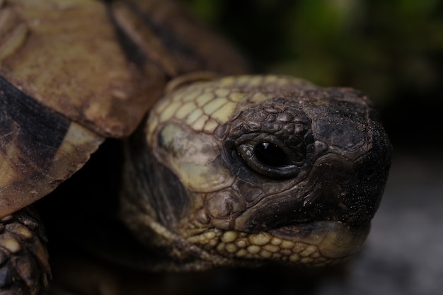 Primer plano de una tortuga