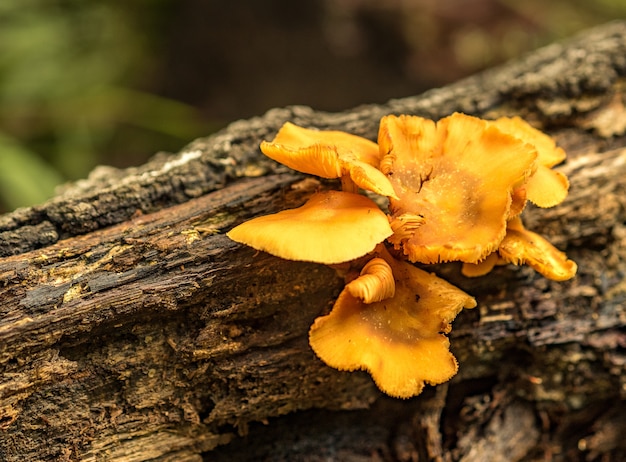 Primer plano de Tremella amarillo en la rama de un árbol