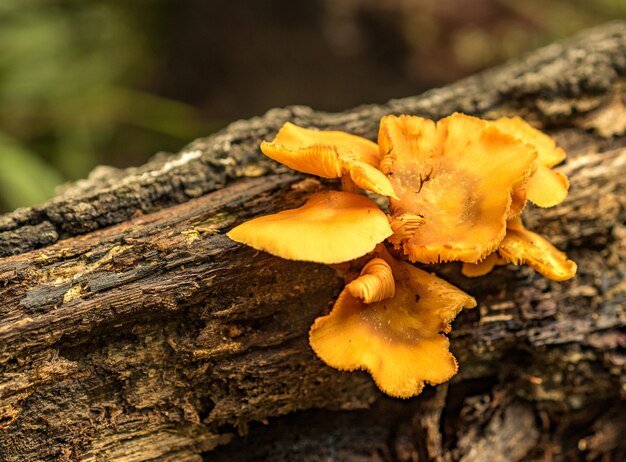 Primer plano de Tremella amarillo en la rama de un árbol