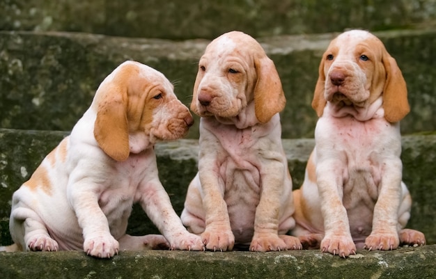 Primer plano de tres adorables cachorros Bracco italiano de pura raza de pie sobre las escaleras de piedra