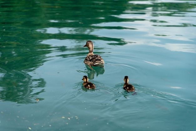 Primer plano de tres lindos patos nadando en el lago Bled, Eslovenia durante el día - familia