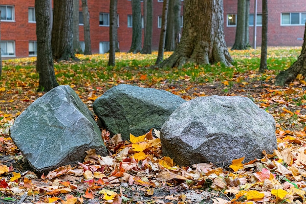 Primer plano de tres rocas en el suelo cerca de árboles en el parque