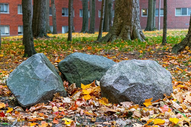 Primer plano de tres rocas en el suelo cerca de árboles en el parque