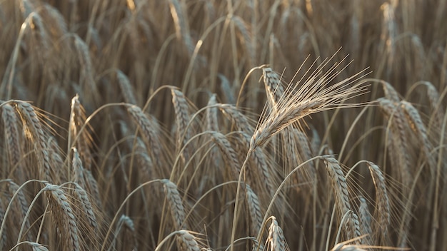 Primer plano de trigo común en un campo bajo la luz del sol con un fondo borroso