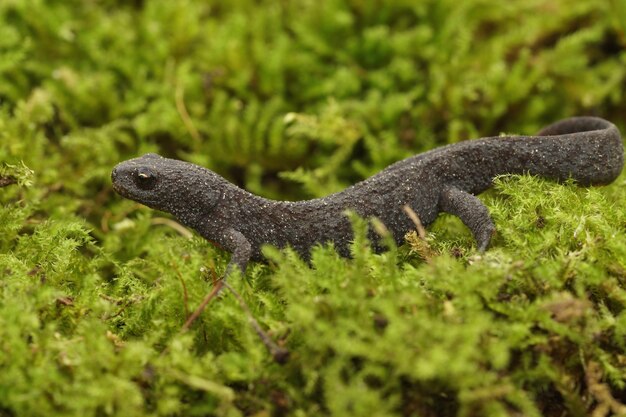 Primer plano de un tritón alpino arrastrándose por el suelo cubierto de hierba