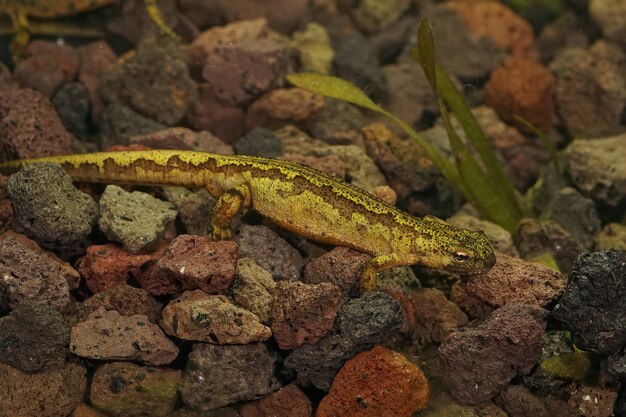 Primer plano de un tritón de los Cárpatos femenino colorido inusual acuático (Lissotriton montandoni)