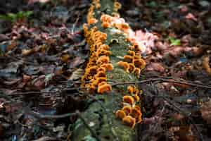 Foto gratuita primer plano de un tronco de árbol cubierto de hongos en un bosque