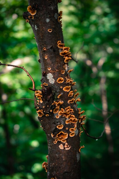 Primer plano de un tronco de árbol cubierto de hongos en un bosque