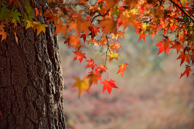 Foto gratuita primer plano de tronco del árbol con hojas en colores calidos