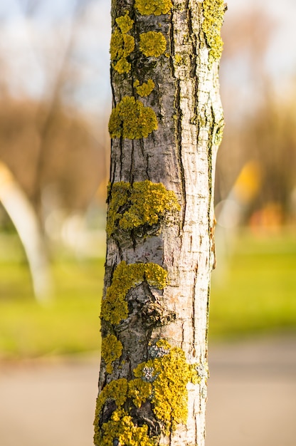 Primer plano de un tronco de árbol con líquenes y musgo