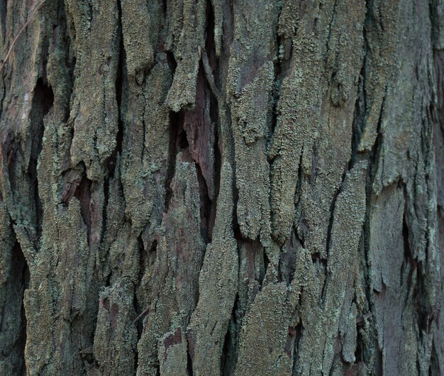 Primer plano del tronco de un árbol viejo