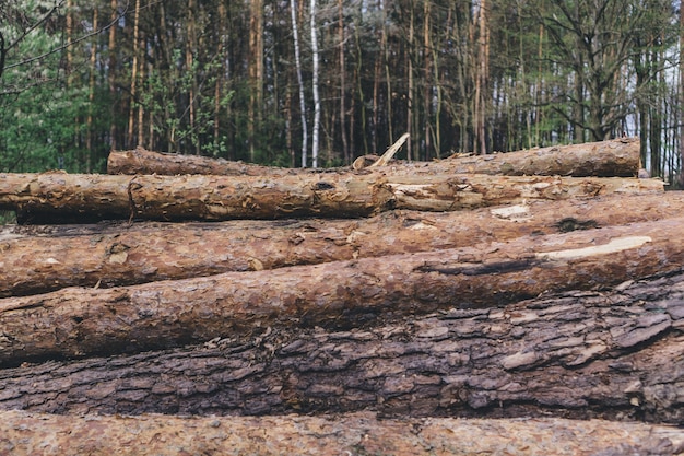 Foto gratuita primer plano de troncos apilados