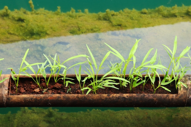 Primer plano de un tubo con plantas verdes en él