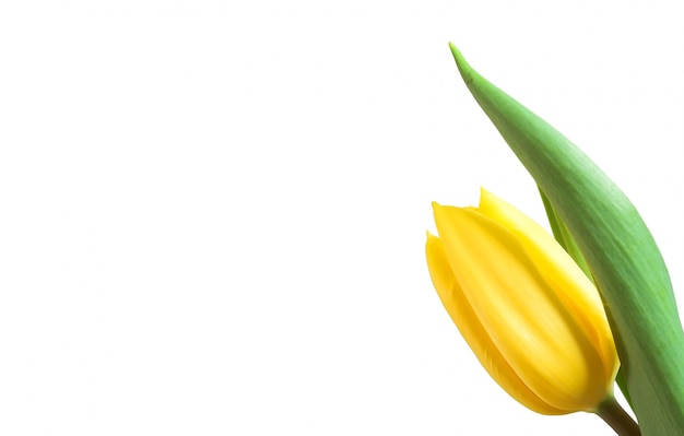 Primer plano de tulipán amarillo