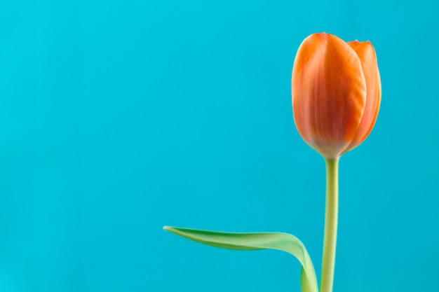 Primer plano de tulipán naranja con fondo azul