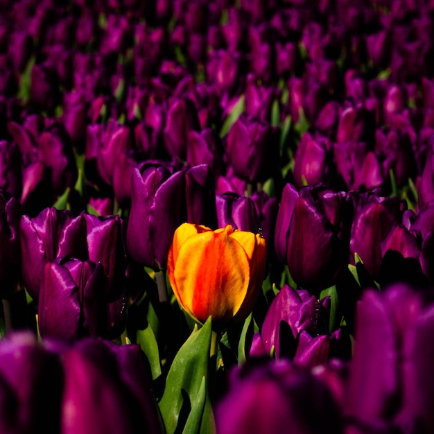 Foto gratuita primer plano de un tulipán rojo en un campo de tulipanes púrpura bajo la luz del sol con un fondo borroso