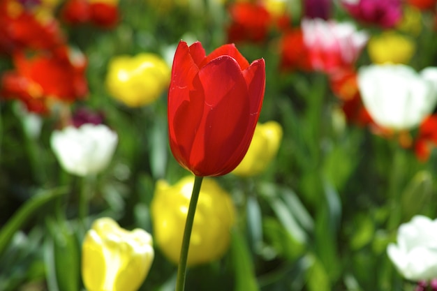 Foto gratuita primer plano de un tulipán rojo