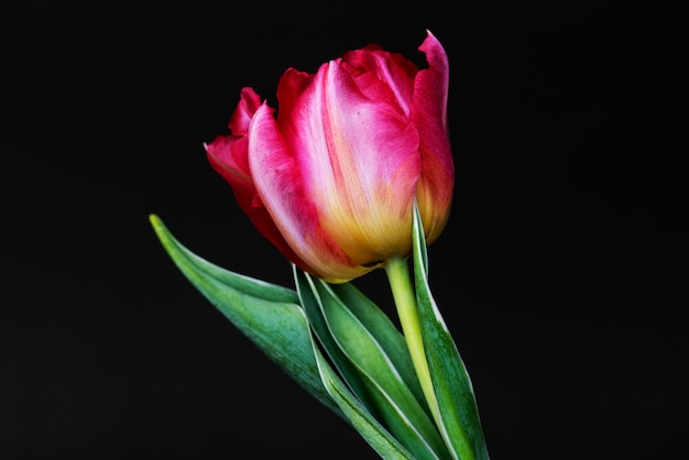 Primer plano de tulipán rosa