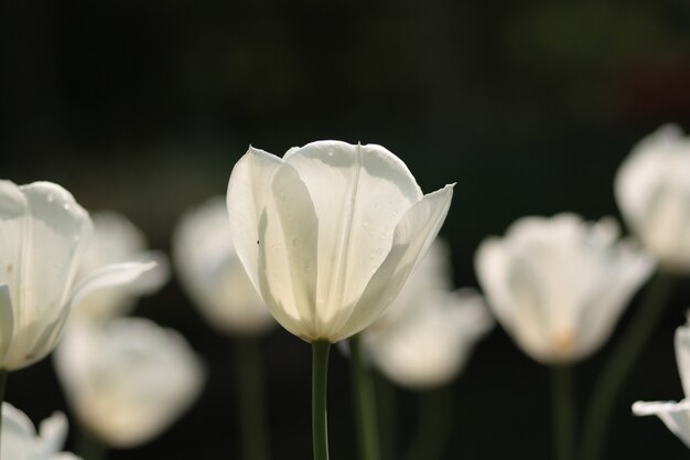 Primer plano de tulipanes blancos en un campo bajo la luz del sol en los Países Bajos