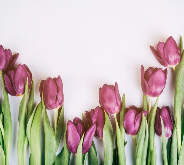 Primer plano de tulipanes de flor fresca sobre fondo blanco aislado