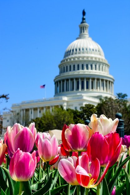 Primer plano de tulipanes bajo la luz del sol con el capitolio de los estados unidos en el fondo borroso