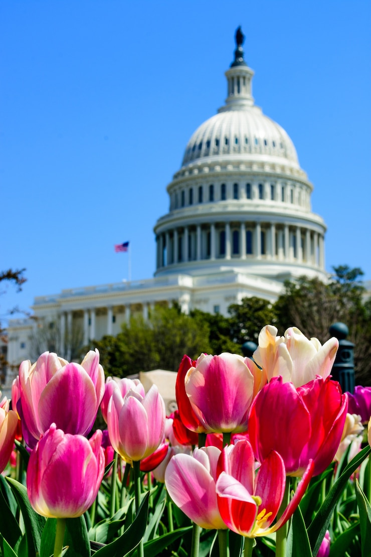 Foto gratuito primer plano de tulipanes bajo la luz del sol con el capitolio de los estados unidos en el fondo borroso